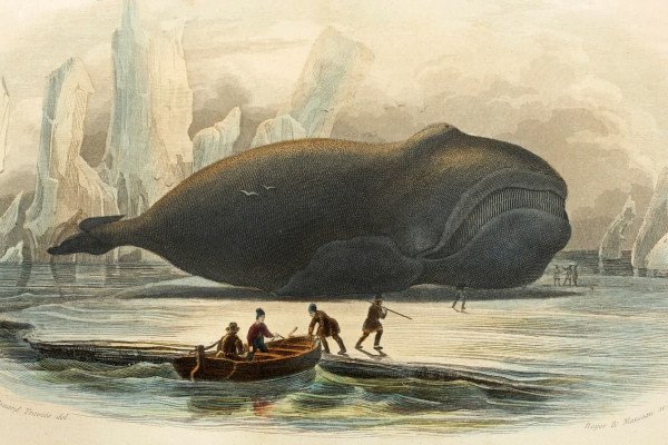 Solend basato su Solana va a caccia di balene