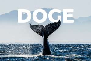دوج کوین با فشار خرید از سوی نهنگ‌ها مواجه می شود