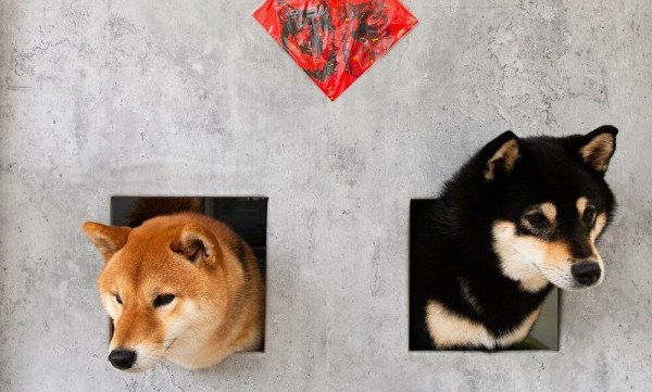 Beliebte Hunde-Coins steigen, da die Entwicklung des Shiba Inu näher rückt