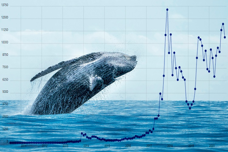 Crypto Whales are Accumulating These Little Known Altcoins – Here’s Why