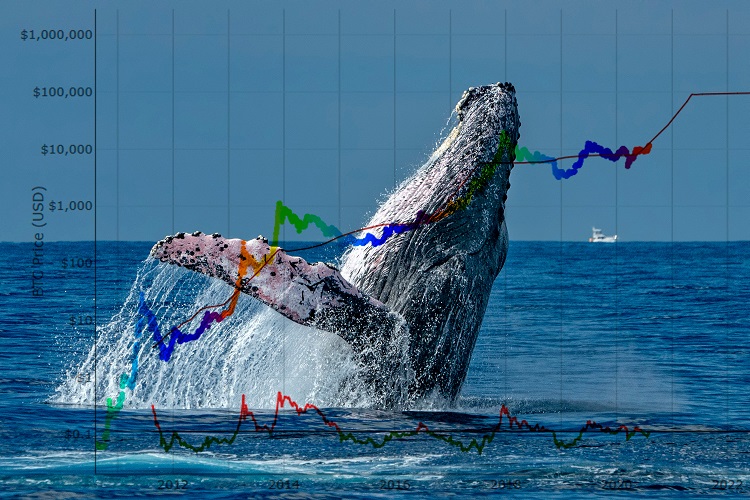 Les whales du secteur crypto accumulent ces altcoins pour l'année 2023 : découvrez pourquoi